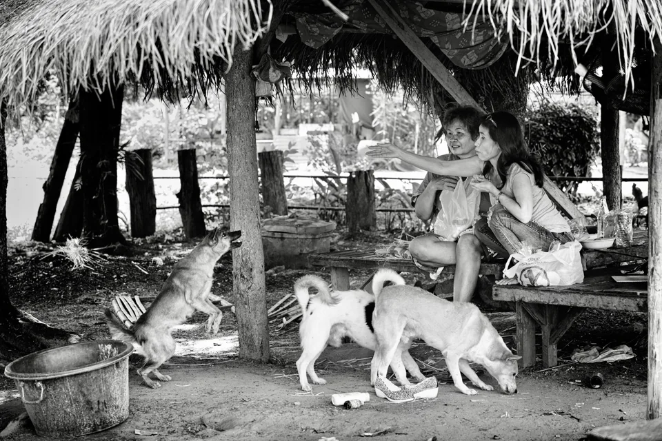 2 Thai ladies feeding some street dogs in Thailand