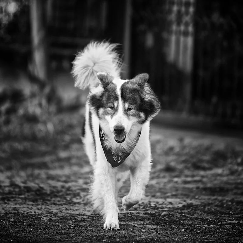 Thai Bangkeow breed of dog "Sumo". R.I.P.